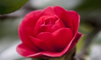 роза цветок бутон лепестки