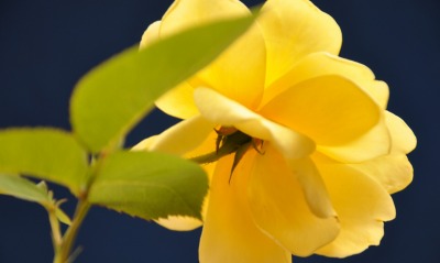 цветок желтый макро