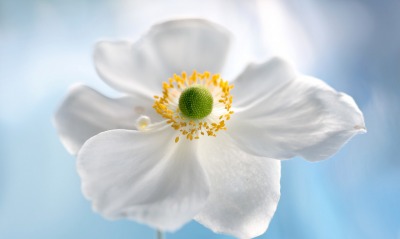 белый цветок лепестки макро