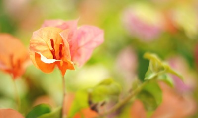 цветы оранжевый размытость