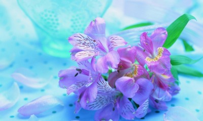 архидея цветок фиолетовая