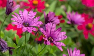 цветы полевые фиолетовые