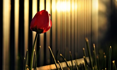 тюльпан одинокий забор вечер