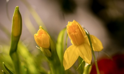цветок желтый бутоны