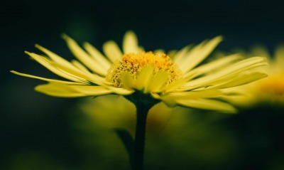 цветок ромашка макро