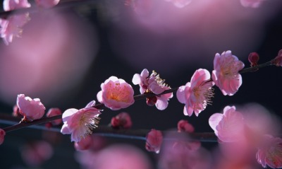 цветение макро розовые цветы ветка