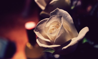 белая роза, бутон