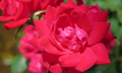 красная роза макро крупный план лепестки