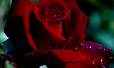 роза цветок капли бордовая
