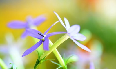 цветок макро фиолетовый