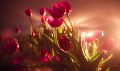 тюльпаны цветы красные