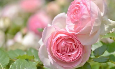 розы розовые бутоны