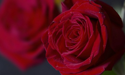 роза красная лепестки бутон