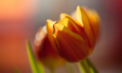 цветок тюльпан макро