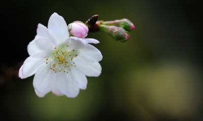 цветок белый ветка цветение