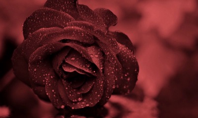 роза бордовая капли крупный план