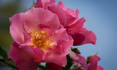 цветок нежно-розовый весна