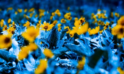 цветы желтые поляна циан