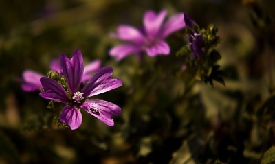 цветы полевые фиолетовый