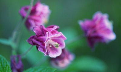 цветок фиолетовый