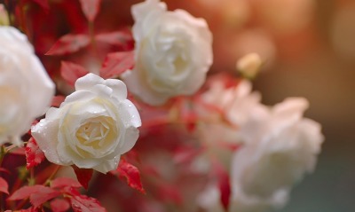 роза белая кустовая капли бутон