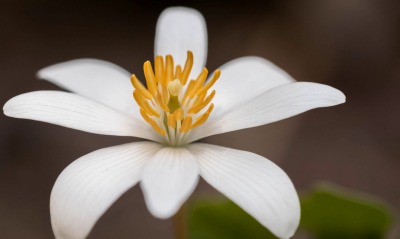 цветок белый лепестки распустившийся