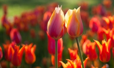 тюльпаны поле солнце