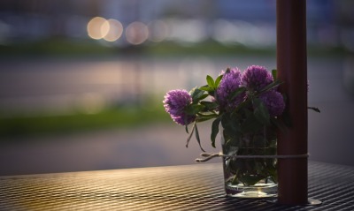 цветы ваза вечер