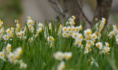 цветочки белые трава
