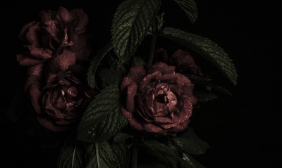 розы, бордовые