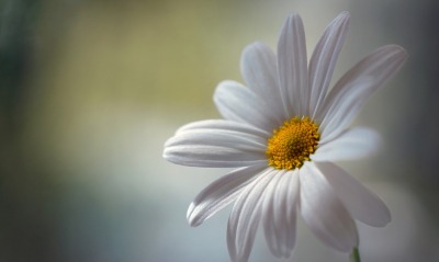 белая ромашка цветок макро