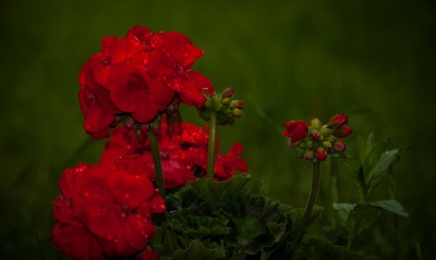 цветок, красный