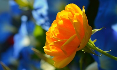 цветок лепестки оранжевый бутон