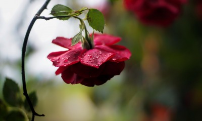 цветок роза бутон капли