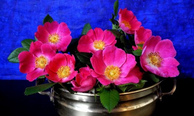 цветы горшок розовые