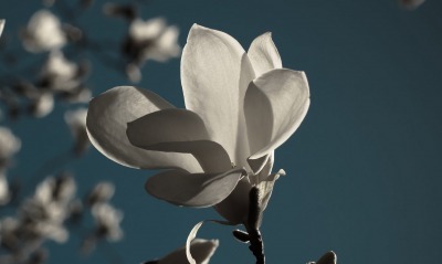 магнолия белая цветок