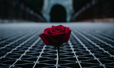 цветок роза алая стебель