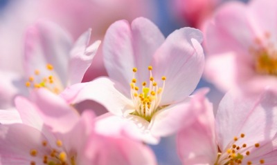 цветок цветение размытость розовый