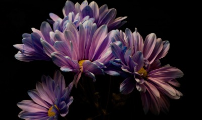хризантема цветок фиолетовый лепестки