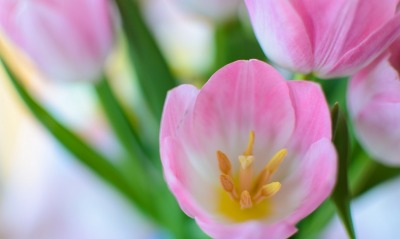 тюльпан цветок крупный план розовый букет