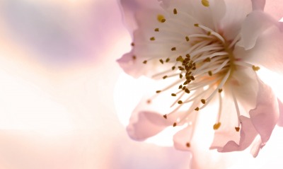 цветок макро бело-розовый