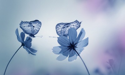 бабочки цветы размытость белые