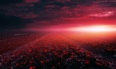 поле закат красный лучи свечение