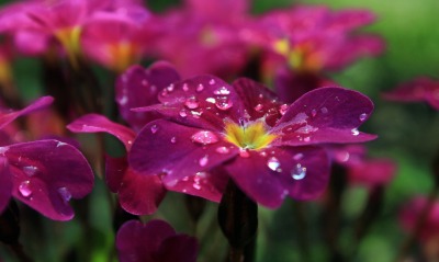 цветы капли фиолетовые крупный план