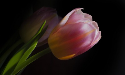 тюльпан цветок черный фон