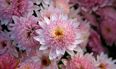 цветок розовый хризантема