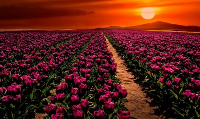 поле цветы закат горизонт