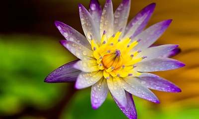 цветок лотос капли фиолетовый желтый