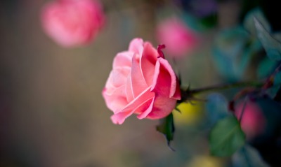 роза кустовая бутон розовый