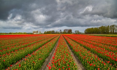тюльпаны поле борозды цветы